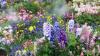 Flower will grow more blooms this summer if gardeners avoid 1 common mistake