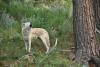Researchers call for conservation genomics to respect Indigenous data sovereignty