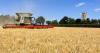 Harvest begins with 'disappointing' yields as dry weather and virus hit barley crops