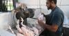 Chicken shortage exposes structural weaknesses in poultry industry