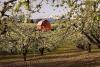 Fruit orchards in Columbia River Gorge struggle against ‘perfect storm’