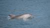 Scientists track Istanbul's resident dolphins for 30 years