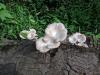 Researchers in Nigeria successfully cultivate wild mushroom in agricultural waste