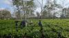 Matcha tea, now from India: Assam estate sells first India-made batch
