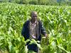 Running on empty: How the gulf war is threatening Kenya’s food security