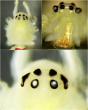 Scientists Just Found a Smiling “Happy-Face” Spider in the Himalayas