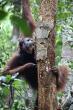 Scientists Discover Wild Orangutans May Be Treating Themselves With Medicinal Plants