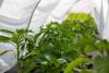 Gardening Through a Heat Wave