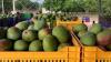 West Africa’s floods disrupt logistics, infrastructure, Ivorian mango exports spared