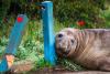 Australian officials ask fans to respect the privacy of Neil, a 1-ton seal who respects nothing (World)