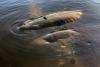 New listening devices confirm African manatees in Republic of Congo's Tchimpounga reserve