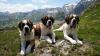Swiss museum keeps St. Bernard dogs roaming