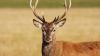 Apply in July for Missouri managed deer hunts