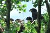 Bald eagle pair in Wisconsin  raises rare set of quadruplets