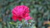 Roses, roses, roses at Latvia's National Botanical Garden
