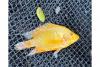 Escaped Flowerhorn fish threaten Laguna biodiversity, pose potential public health risks