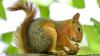 Squirrels emerge from nests in search of food at Ankara's Seğmenler Park