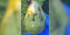 Oregon governor requests federal disaster designation for pear crop losses