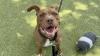 Years of wisdom: Meet Hercules, the Nebraska Humane Society's pet of the week