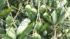 Rajshahi research centre drives quiet revolution in fruit cultivation
