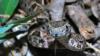 Mother of Three Dies After Venomous Fer-de-Lance Snake Bite in Honduras
