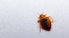 The Misunderstood Parasites That Rule Our World