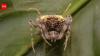 Scientists found a spider in the Amazon that looks like a parasitic fungus so perfectly they first mistook it for a mushroom