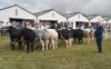 Livestock, food stalls and TV stars – what to see at this year's Great Yorkshire Show