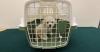 Hong Kong Customs Seizes $19,000 Dog in Illegal Import Case at Lok Ma Chau Control Point