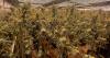 California deals with high times and misdemeanors