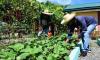 Dabawenyos urged to practice home gardening for food security