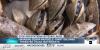 Texas lakes face invasive species threat ahead of holiday weekend