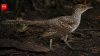 Scientists discover 149-million-year-old world's smallest long-tailed bird fossil revealing how modern birds evolved