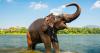 Indonesia phases out elephant rides for non-contact tourism