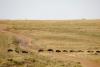 Kenyan activists launch new court case against luxury lodges in Maasai Mara reserve