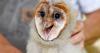 North Carolina baby barn owls receiving worldwide attention