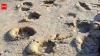 Mongolia's 120-million-year-old giant footprints reveal a forgotten dinosaur world
