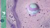 Lush's new 'Resilient' bath bomb supports right to protest