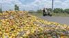 Centre sets up panel to study problems of Andhra’s Totapuri mango farmers