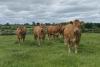 Muir launches consultation on wildlife intervention options to tackle bTB in Northern Ireland