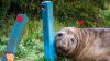 Australian officials ask fans to respect privacy of Neil, a 1-ton seal who respects nothing