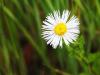 Master Gardener: Lawn and order — Breaking up with turf in the Yampa Valley