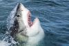 Massive great white feasts on dead whale off Rhode Island as second shark circles nearby