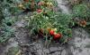 Europe's summer droughts may start in winter, with signals tracing to the Atlantic