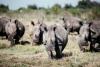 South Africa loses bid to block rhino horn exports