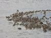 Share the Shore with Georgia’s seabirds and shorebirds this holiday weekend! 
