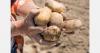 Heatwave raises concerns for Europe's potato crop