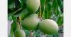 Egyptian mango exports gain ground in the UK