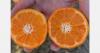 South African citrus steps in as Egypt and China wind down in India