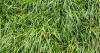 Local protein source replaces imported soya without losing productivity